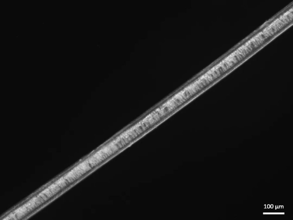 光学顕微鏡で見たホッキョクグマの毛（写真提供・浙江大学）。