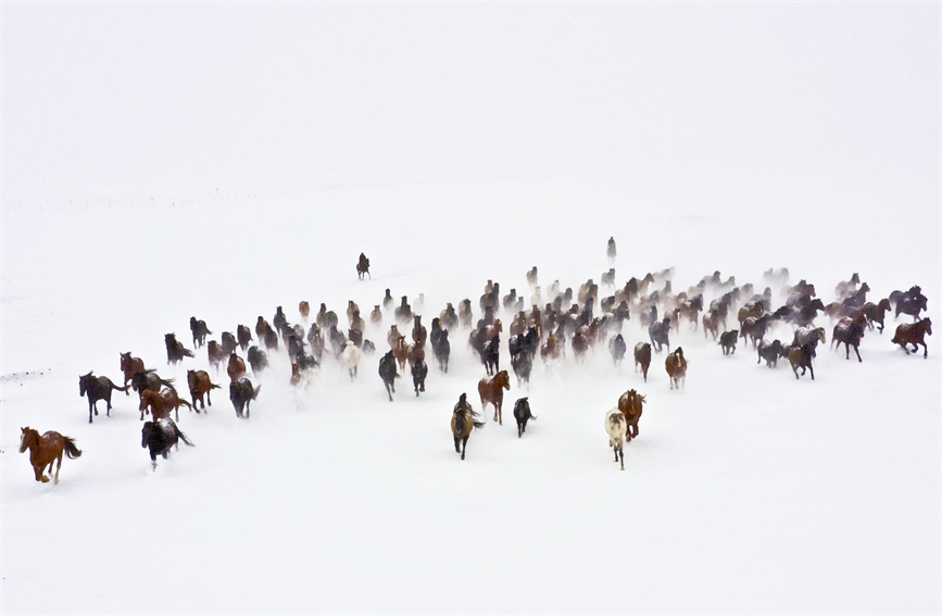 雪原を疾走する馬の群れ　新疆昭蘇