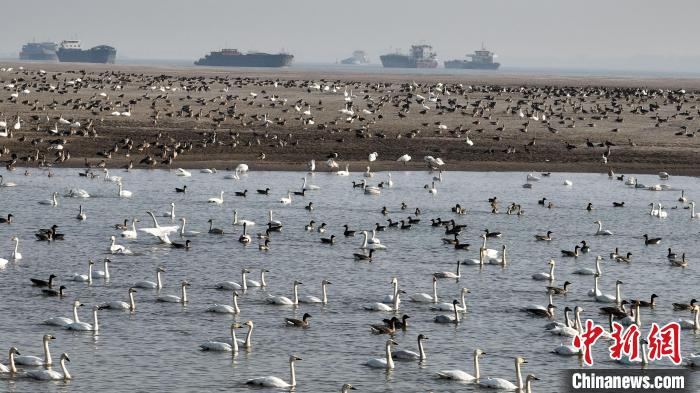 水環境が大幅に改善され「渡り鳥の楽園」になった長江　江西省