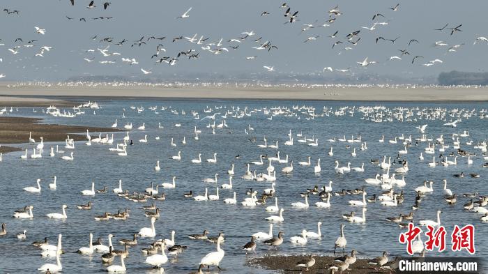 水環境が大幅に改善され「渡り鳥の楽園」になった長江　江西省