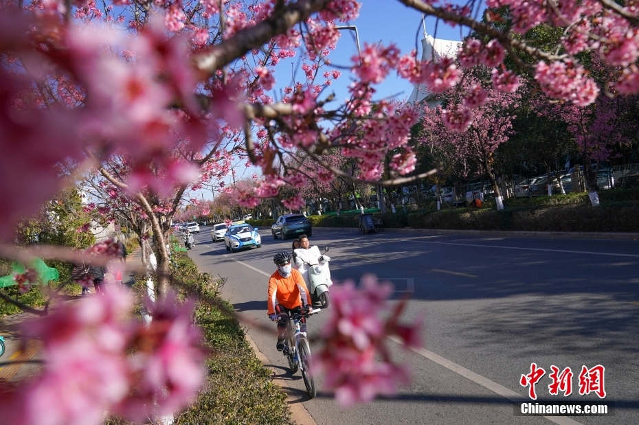 満開の冬桜香る「春城」の冬絵巻　雲南省昆明