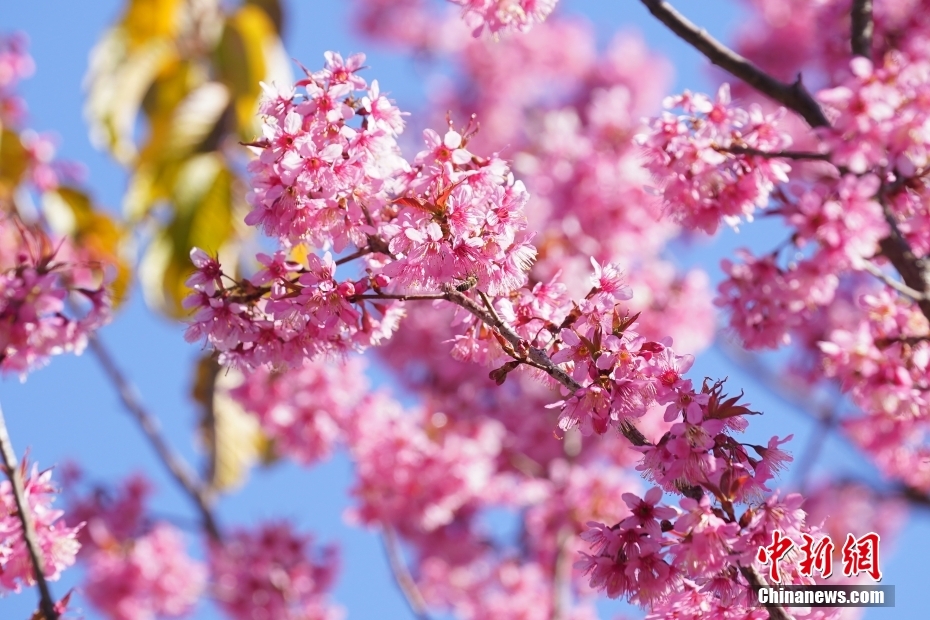 満開の冬桜香る「春城」の冬絵巻　雲南省昆明