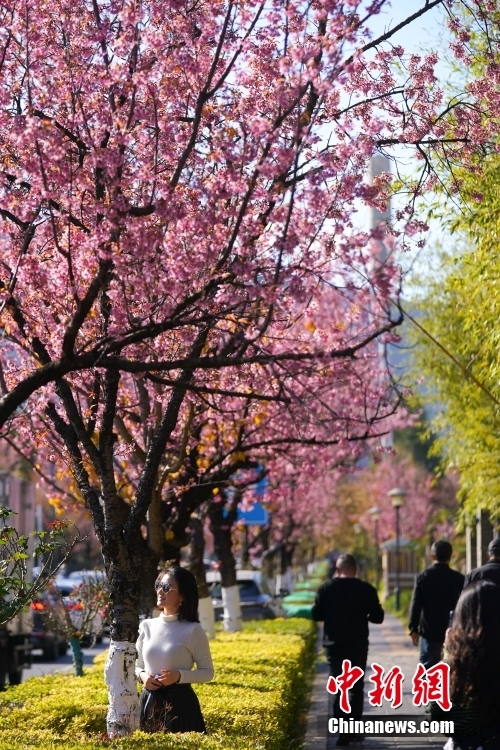 満開の冬桜香る「春城」の冬絵巻　雲南省昆明