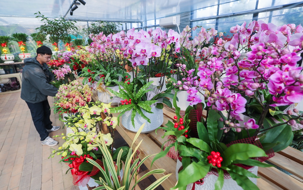 「年宵花」の販売シーズン始まる　新年を彩る色とりどりの花　浙江省
