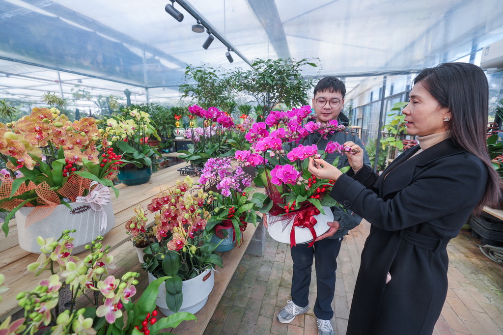 「年宵花」の販売シーズン始まる　新年を彩る色とりどりの花　浙江省