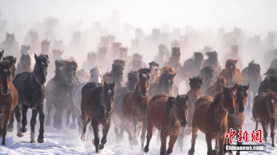 馬の群れが雪原を疾走　新疆・昭蘇