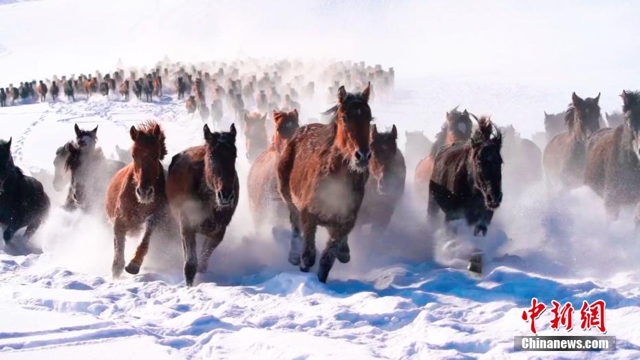 馬の群れが雪原を疾走　新疆・昭蘇