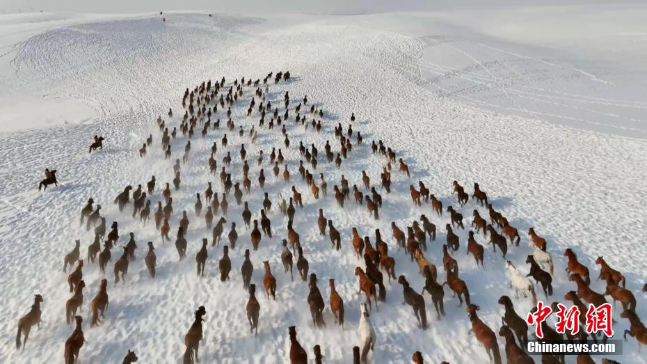 馬の群れが雪原を疾走　新疆・昭蘇