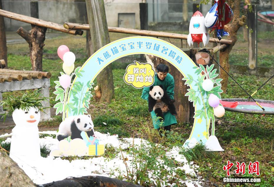 生後半年の赤ちゃんパンダの名前が決定　重慶動物園