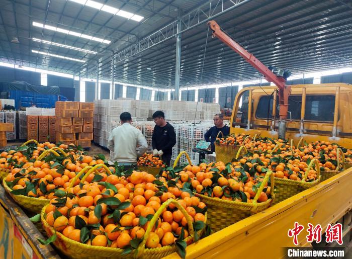 広西壮族自治区南寧市義平村で、摘んだばかりの「砂糖橘」を中国東北部の市場へ出荷する準備をする村民たち（撮影·黄艶梅）。