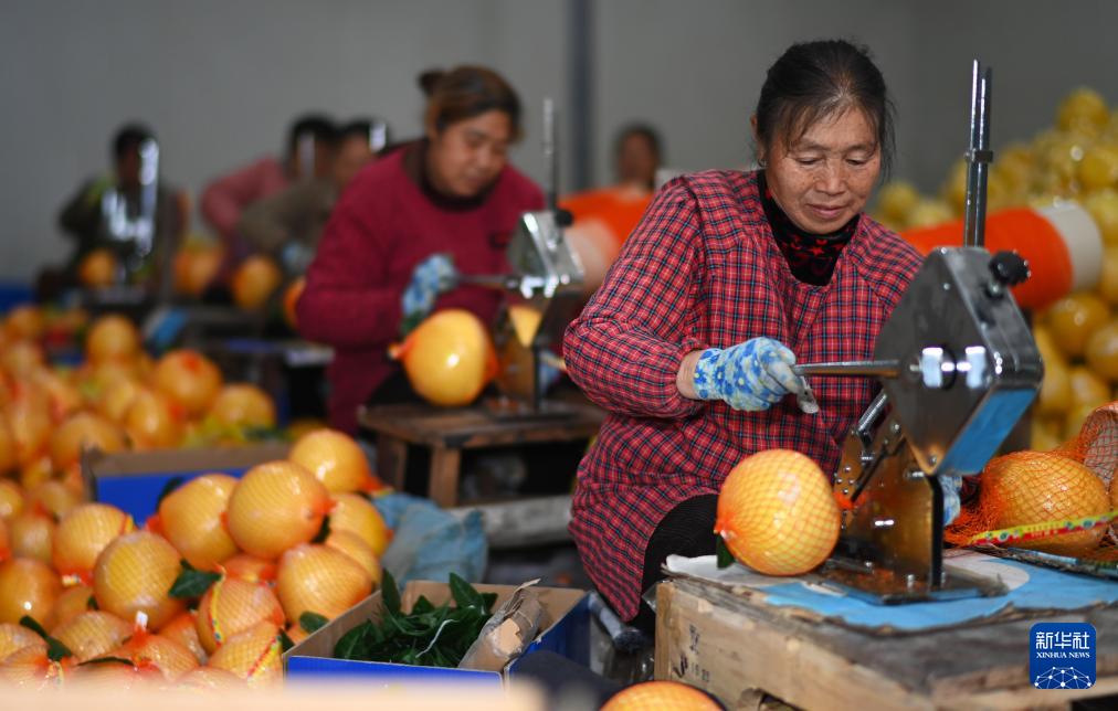 中欧班列で輸出される中国山村の果物　貴州省岑鞏