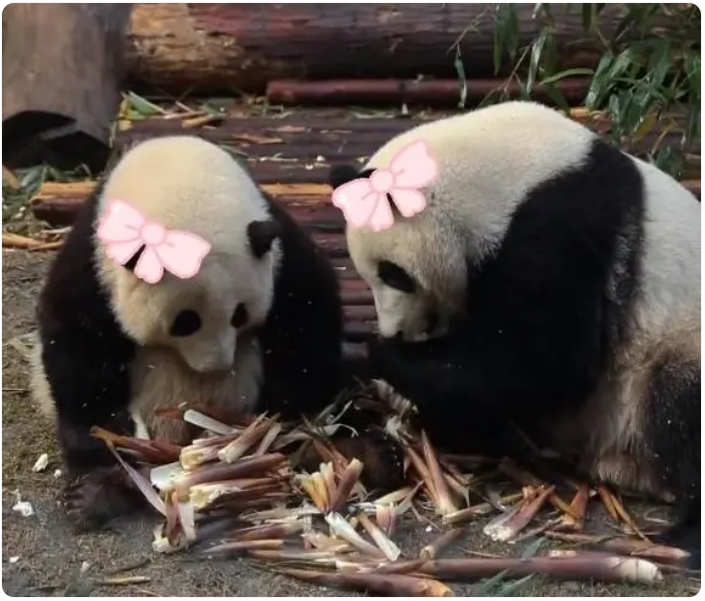 姉弟ではなく姉妹だった！成都で人気の双子パンダの性別に「訂正のお知らせ」　四川省
