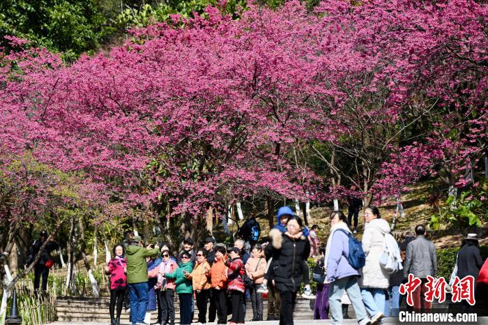 市民や観光客を魅了する満開の桜　福建省