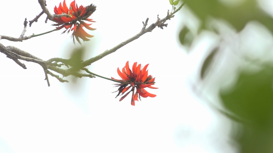 デイゴの花が美しい福建省・泉州の別名は「刺桐城」