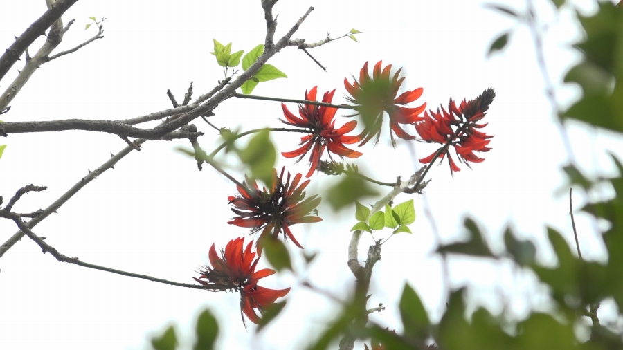 デイゴの花が美しい福建省・泉州の別名は「刺桐城」