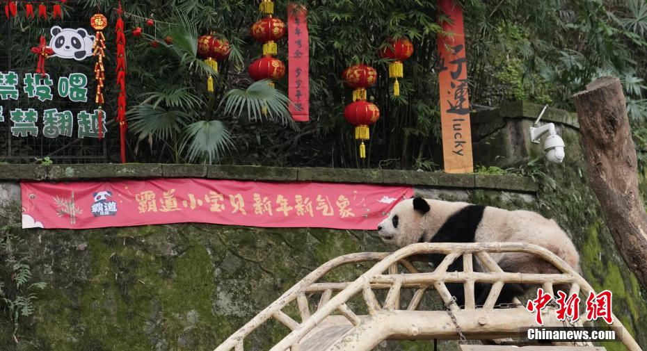 重慶動物園のパンダ4頭に春節のプレゼントとして新しい遊具