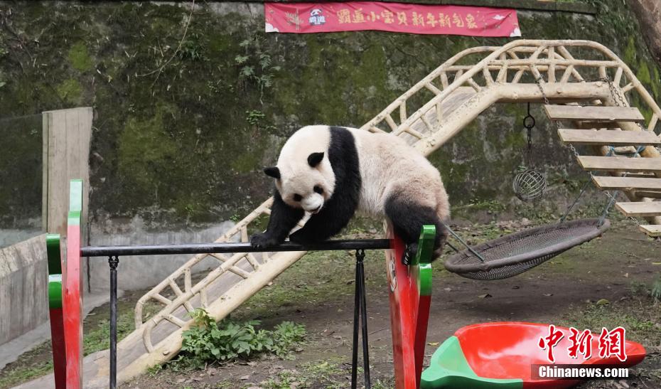 重慶動物園のパンダ4頭に春節のプレゼントとして新しい遊具