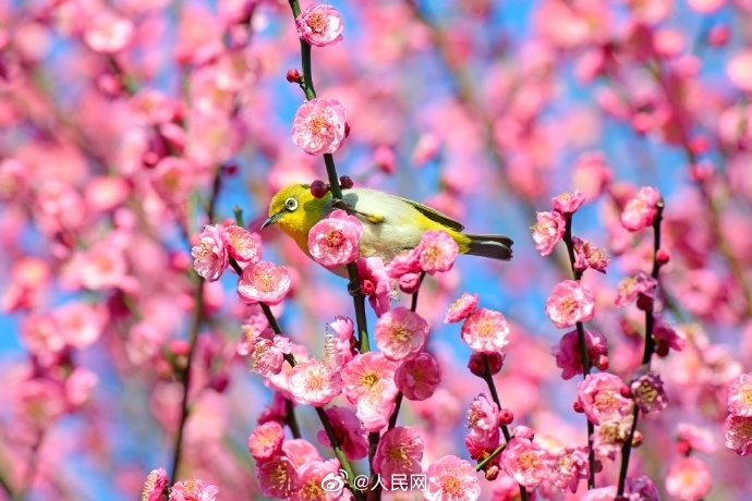 満開の梅と小鳥が感じさせてくれる「春の息吹」　雲南省