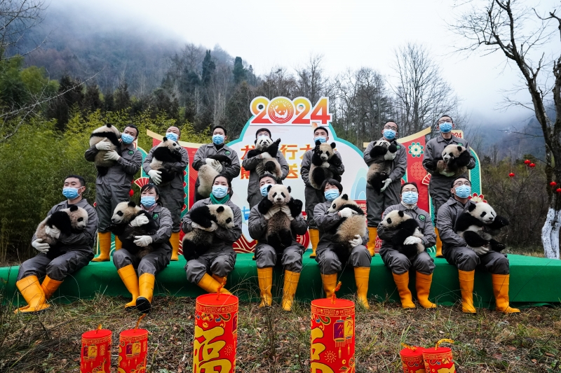 【音声ニュース】隊列を組み現れたのはパンダの行列！2023年生まれのパンダ34頭が新春の挨拶