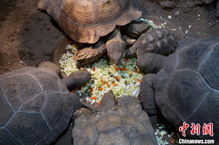 杭州野生動物世界が動物のために特製「年越し料理」準備