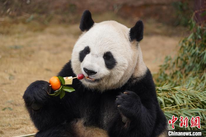 杭州野生動物世界が動物のために特製「年越し料理」準備