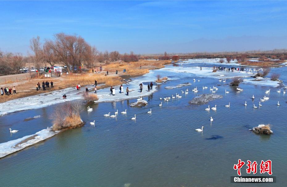 春節連休に人気を集めた「白鳥の湖」　新疆