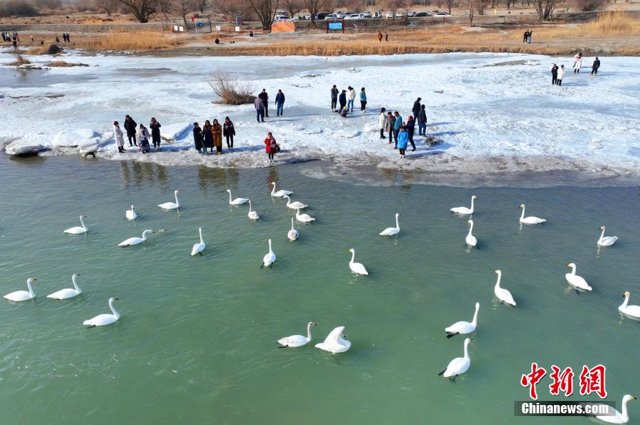 春節連休に人気を集めた「白鳥の湖」　新疆