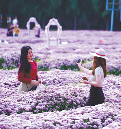 タイ・バンコクのサンシャインパークは、「ピンクのキクの花アーティストフェスティバル」を開催。中国人観光客が数多く訪れて、一面に広がるピンクのヒャクニチソウ畑で写真を撮影して楽しんだ。