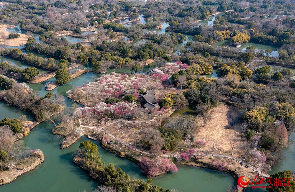 梅の花が満開となっている杭州西渓国家湿地公園（撮影・章勇涛）。