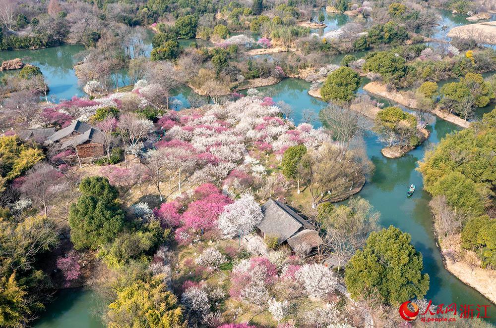 曲水と満開の梅を愛でる早春の西渓湿地　浙江省杭州