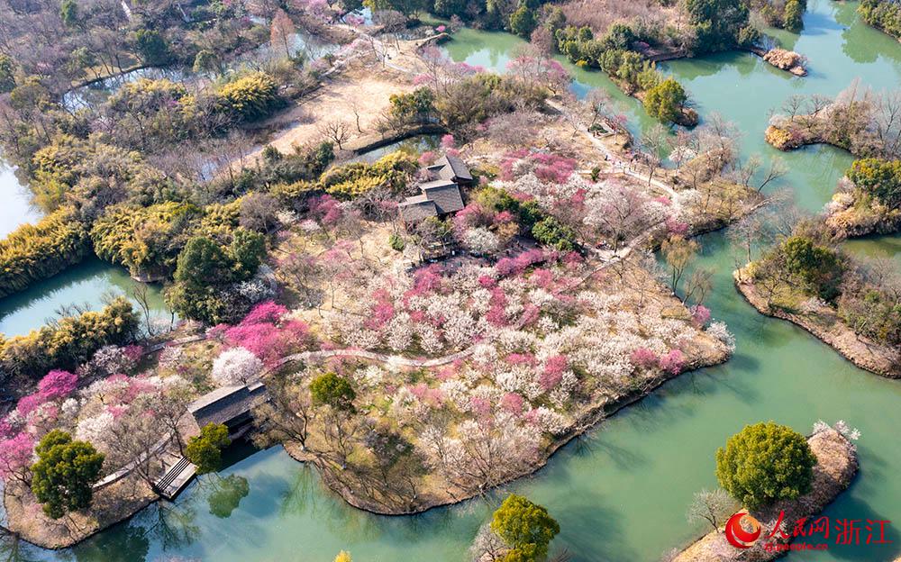 曲水と満開の梅を愛でる早春の西渓湿地　浙江省杭州