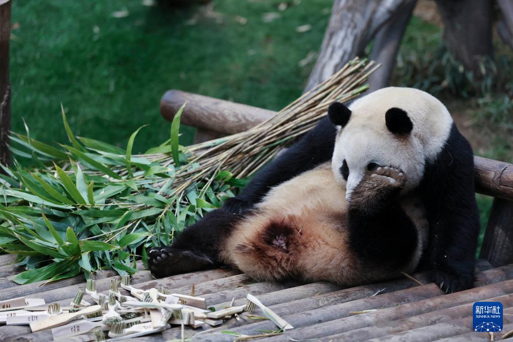 4月の中国への返還控え、韓国のパンダ「福宝」との別れ惜しむパンダファンたち