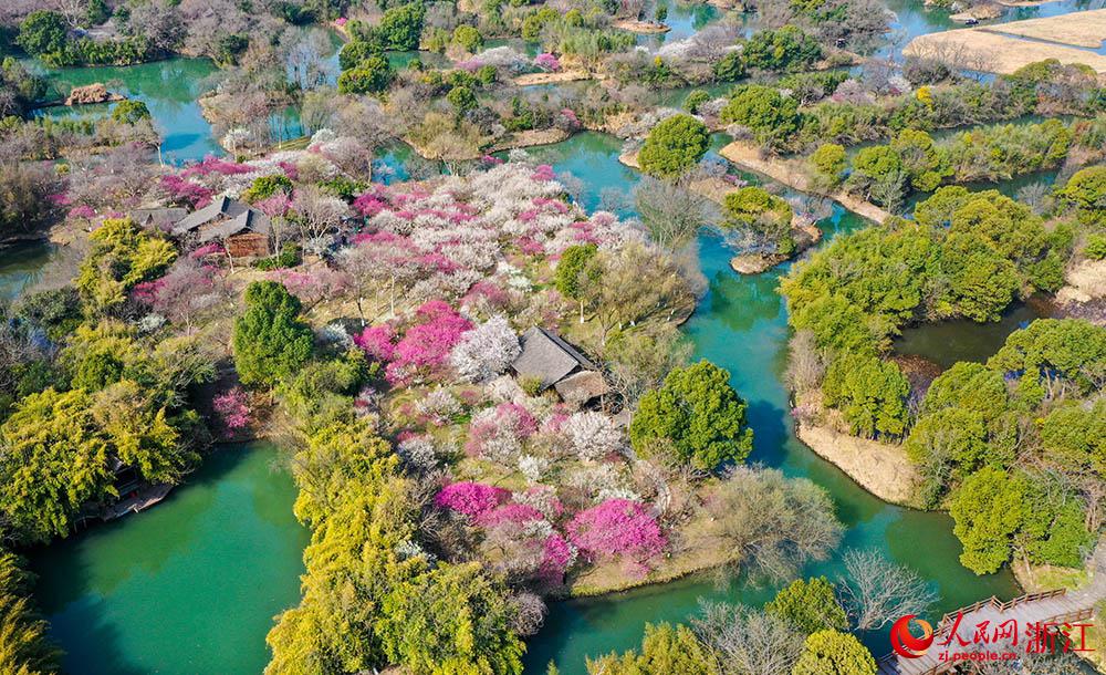 杭州の西渓湿地で梅を見ながら「曲水の宴」　浙江省