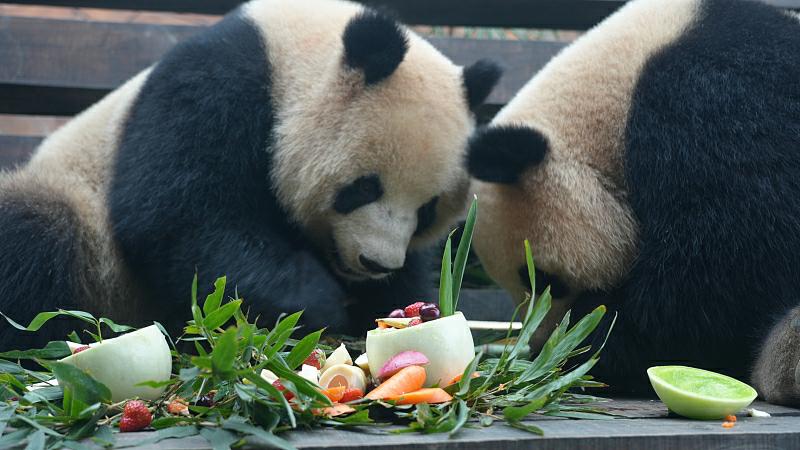 元宵節の特別メニューを楽しむジャイアントパンダの「青花（チンホワ）」と「青露（チンルー）」（写真著作権はCFP視覚中国が所有のため転載禁止）。