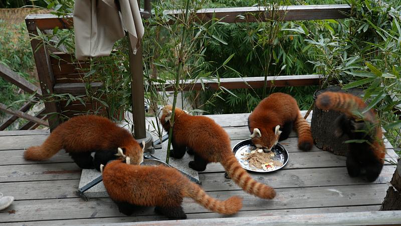 元宵節の特別メニューを楽しむ動物たち　重慶