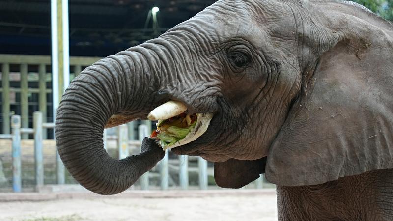 元宵節の特別メニューを楽しむ動物たち　重慶