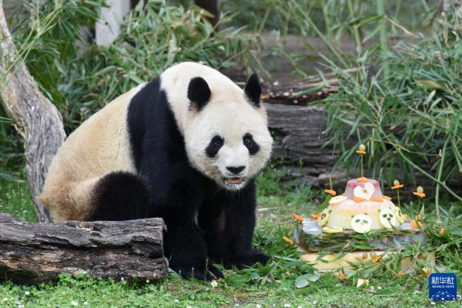 マドリード動物園でパンダ「冰星」と「花嘴巴」ファミリーの歓送会　スペイン