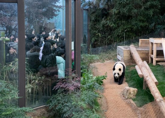    2月20日、パンダ「福宝」を見学する来園者（撮影・姚琪琳）。