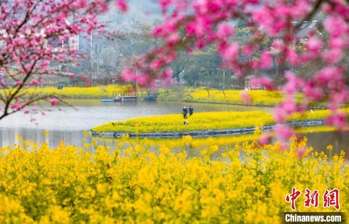 菜の花と美人梅の花が咲き誇り、春の気配を漂わせる重慶市巴南区の雲林天郷景勝地（撮影・劉紀湄）。