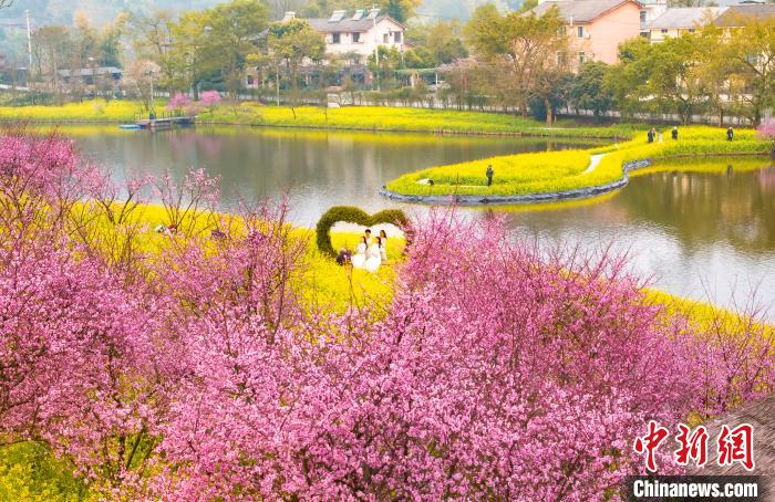 菜の花と美人梅の花咲く春景色　重慶巴南