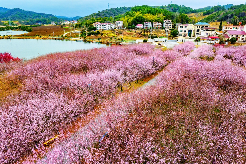 江西省九江市武寧県澧渓鎮にある北湾半島桜花園で、満開を迎えた5万本の桜（撮影・羅哲）。