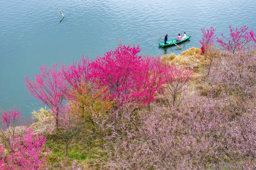 花見客を迎える満開の桜　江西省武寧