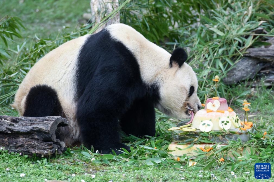 2月22日、スペインのマドリード動物園で開かれた歓送会で、特製ケーキを食べるジャイアントパンダの「氷星」。