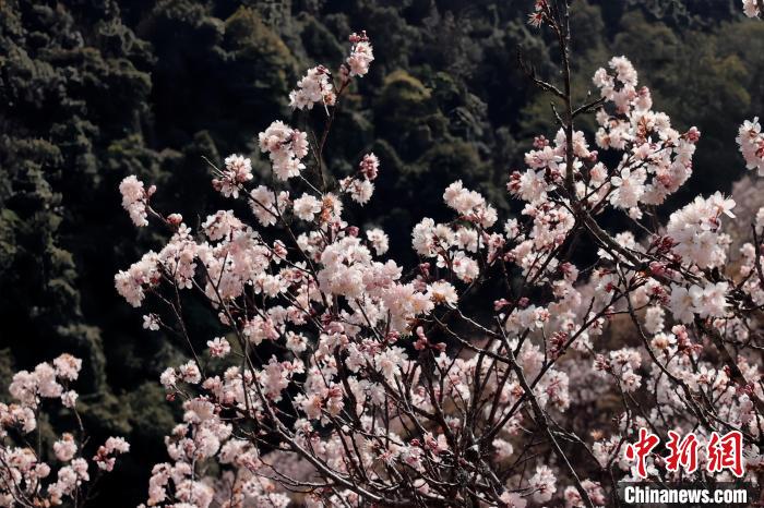 サクランボの花開き、産業も花開く雲南省永徳