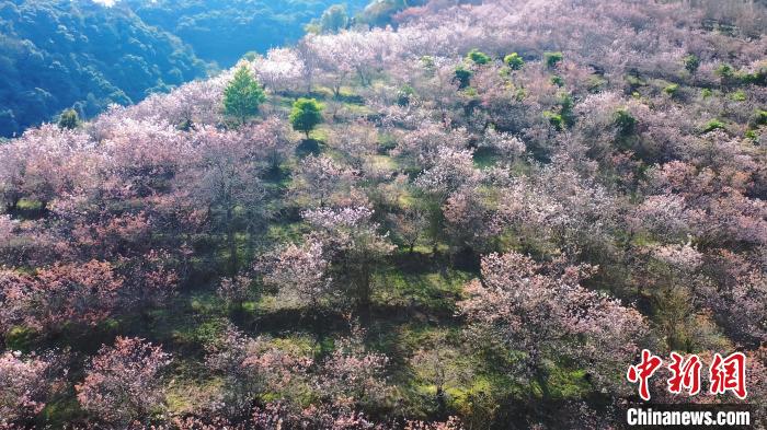 満開を迎えた雲南省永徳県徳党鎮鑽山洞村の広さ約133ヘクタールの土地に植えられているサクランボの花（撮影・穆永耀）。