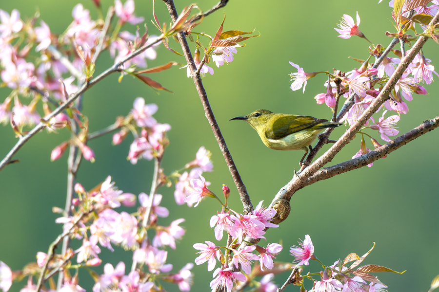 満開を迎えた桜と春を告げる鳥たち　福建省厦門