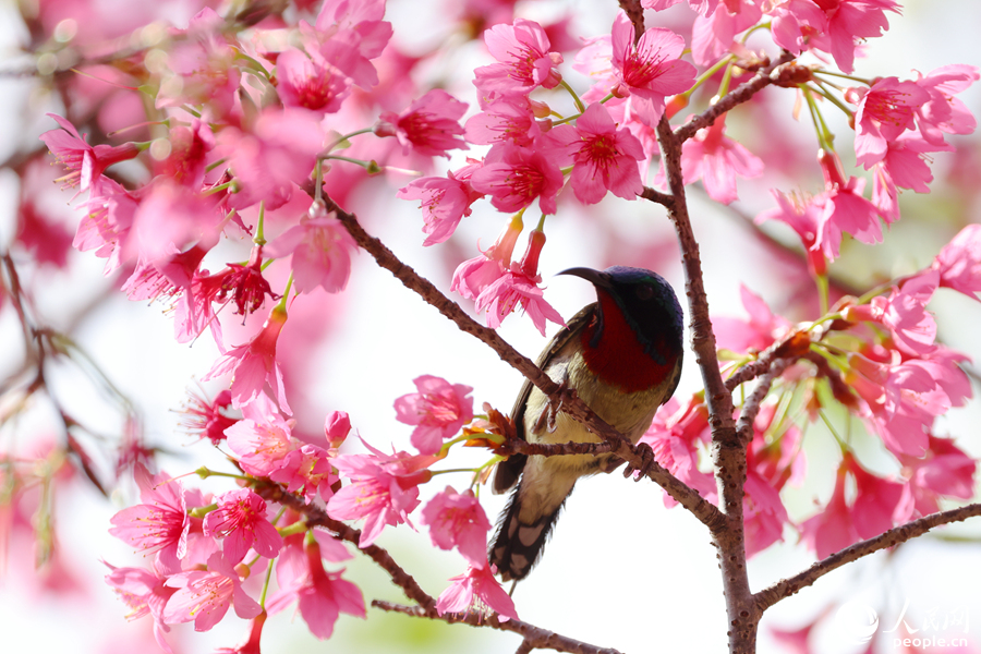 満開を迎えた桜と春を告げる鳥たち　福建省厦門