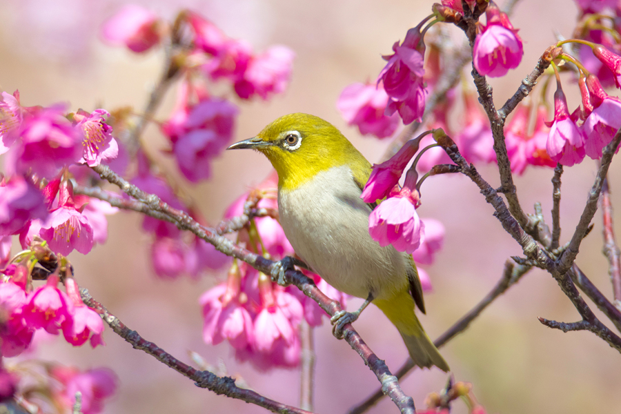 満開を迎えた桜と春を告げる鳥たち　福建省厦門