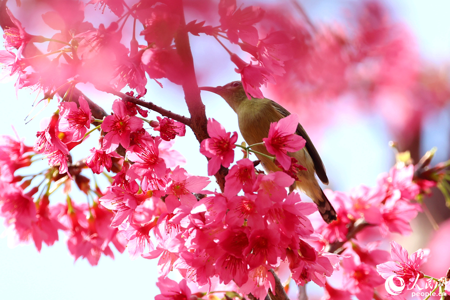 満開を迎えた桜と春を告げる鳥たち　福建省厦門