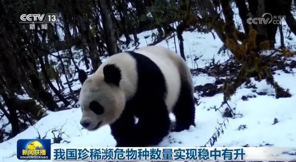 パンダの野外個体数が1900頭近くにまで回復　中国の希少動物保護が功奏す